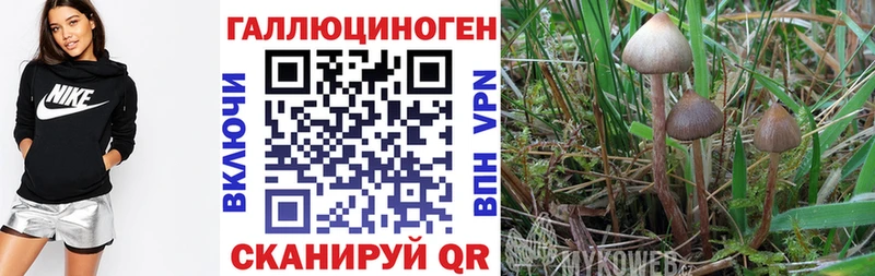 Галлюциногенные грибы мицелий  Новочебоксарск 